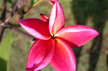 Plumeria